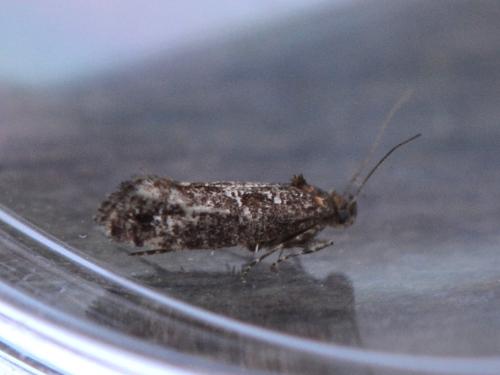 Acrolepia autumnitella